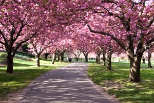 washington dc blossoms
